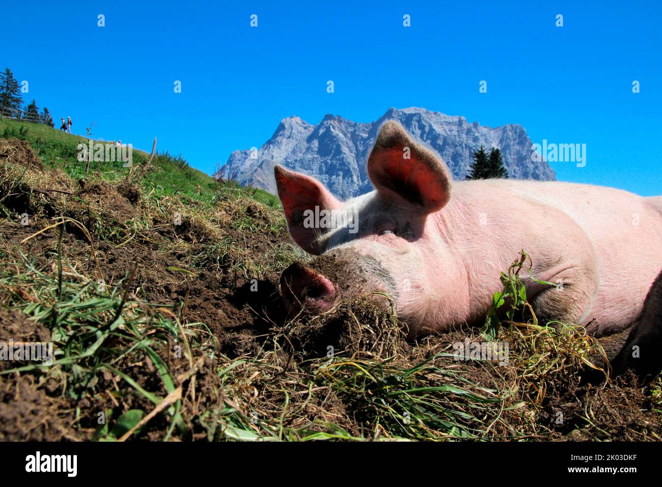 Cochon domestique sur l'Alm de Tuftel (1496m), domestique, libre, pré, boue, Couché, Tyrol, Lermoos, Autriche, Zugspitze en arrière-plan Banque D'Images