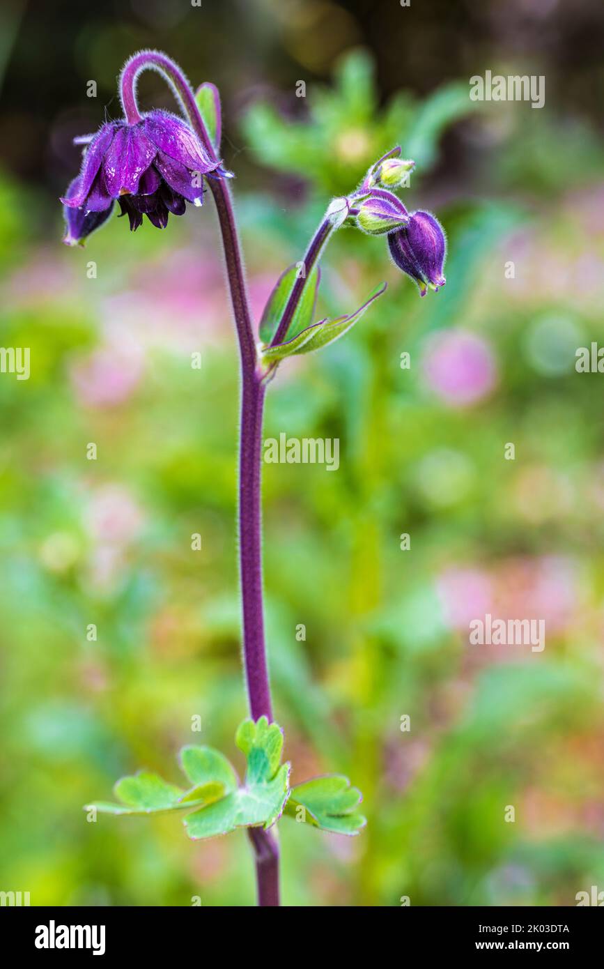 Aquilegia vulgaris hybride 'Black Barlow' dans le jardin, gros plan Banque D'Images