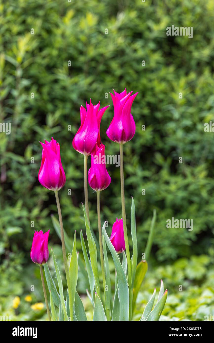 Tulipes Banque D'Images