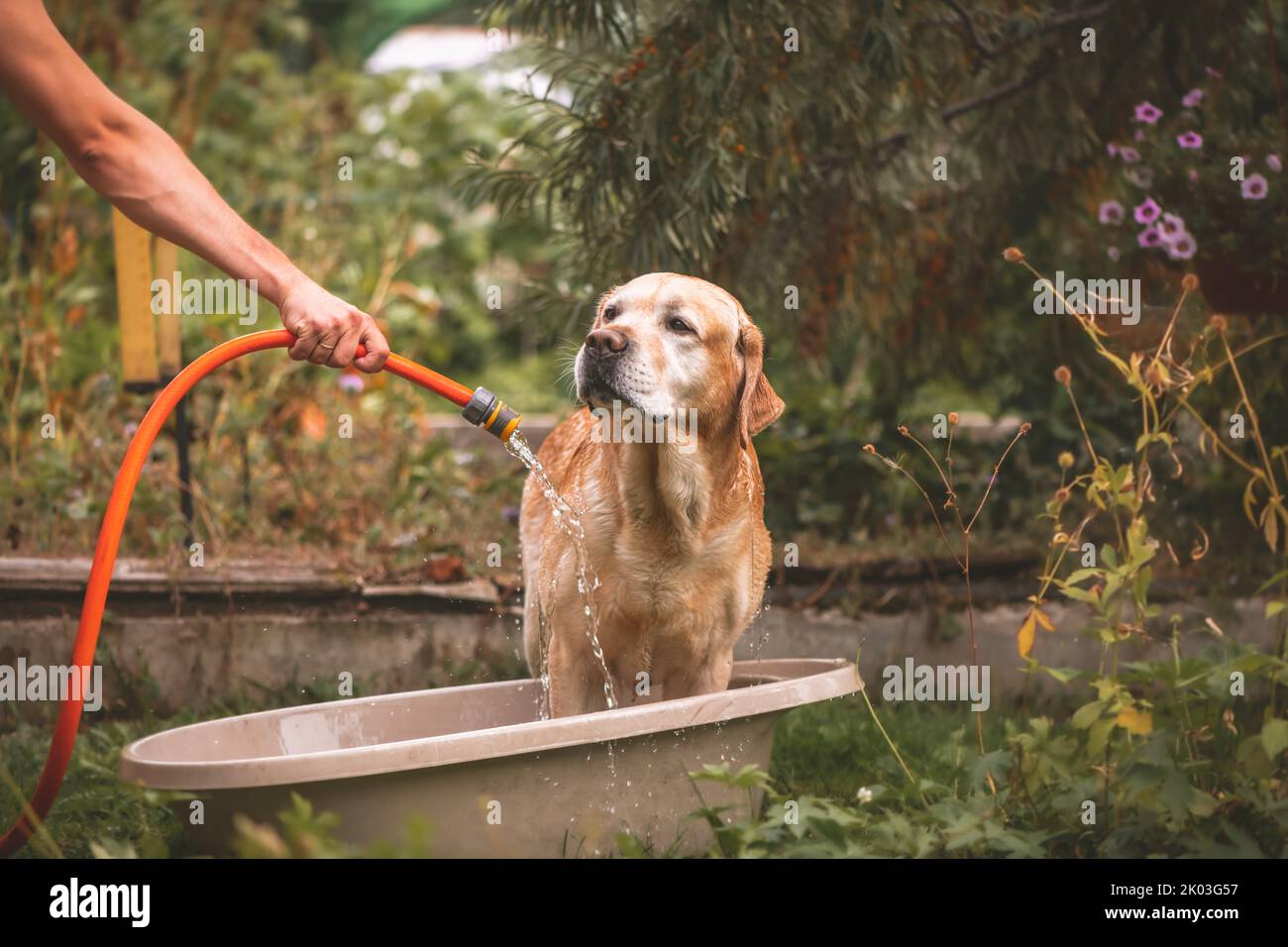 Fauve adorable Labrador chien par temps chaud est arrosé d'un tuyau à l'extérieur Banque D'Images