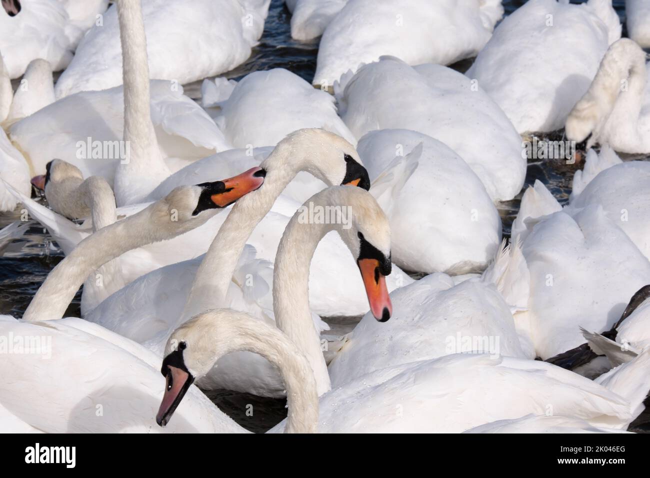 Un Swan blanc muet devient agressif au moment de l'alimentation Banque D'Images