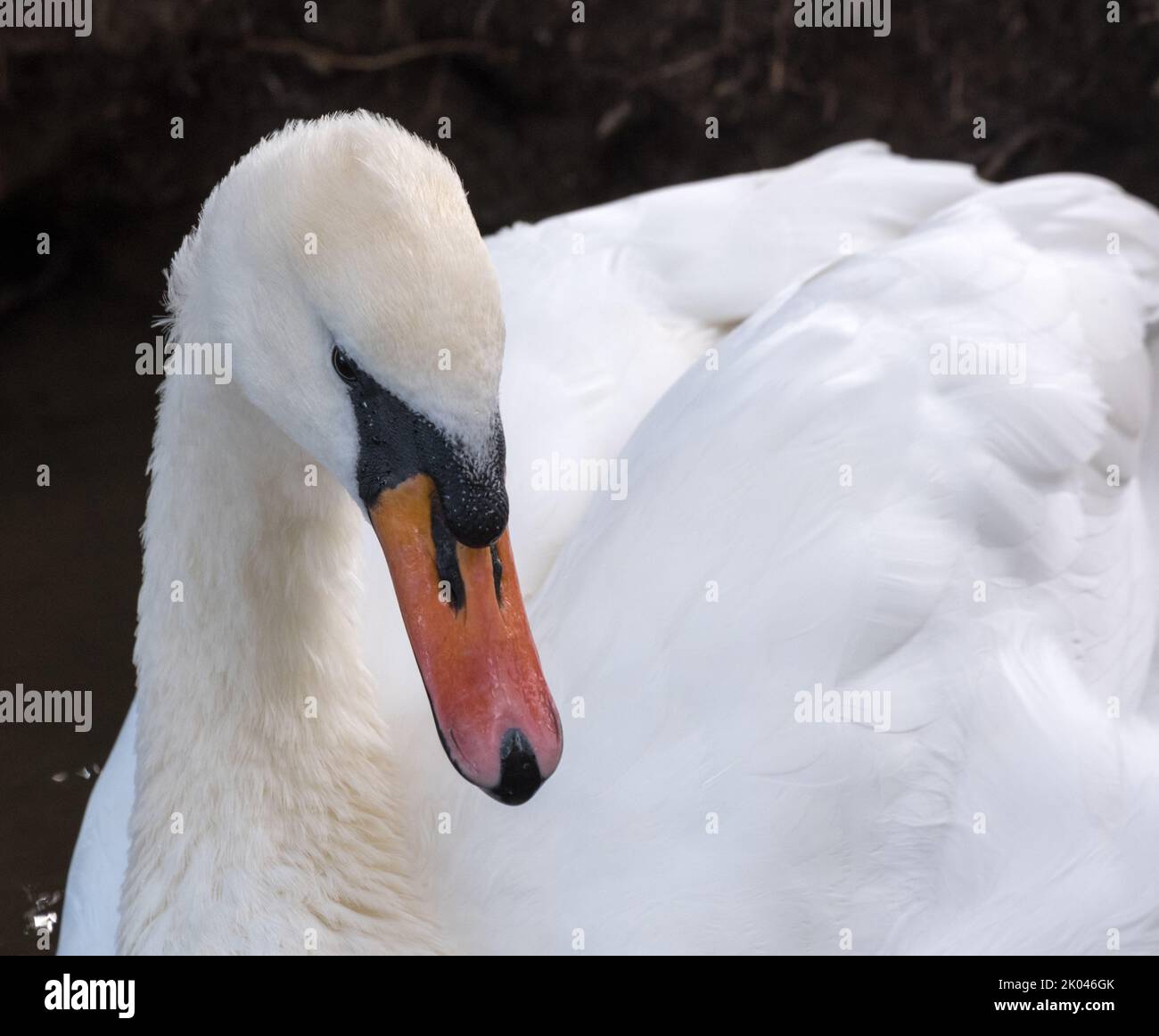 Magnifique CoB White Mute Swan Banque D'Images