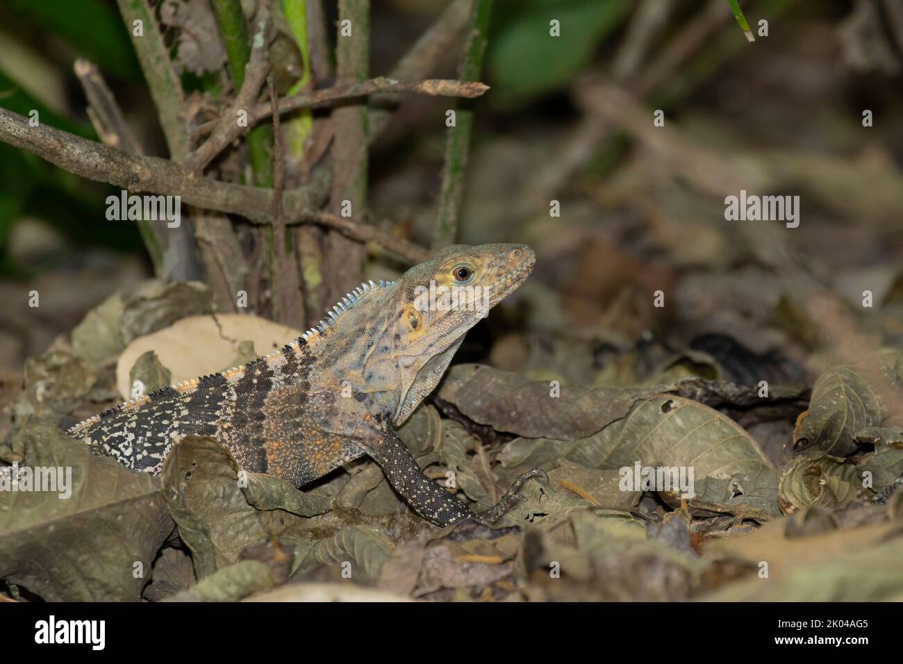 Ctenosaur (Ctenosuara similis) également connu sous le nom d'iguane noire à queue épineuse, iguane noire ou ctenosaur noir Banque D'Images