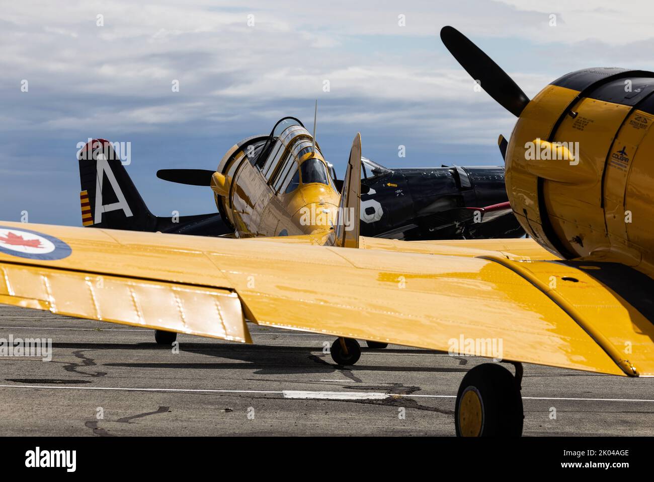 North American Harvards à Boundary Bay BC Canada Banque D'Images