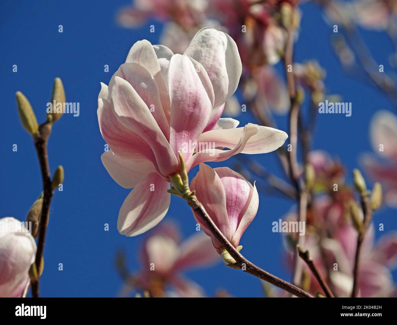 Grands pétales roses impressionnants de fleurs exotiques profanes de Soulange Magnolia (magnolia soulangeana) lors d'une journée ensoleillée dans une rue à Londres, Angleterre, Royaume-Uni Banque D'Images