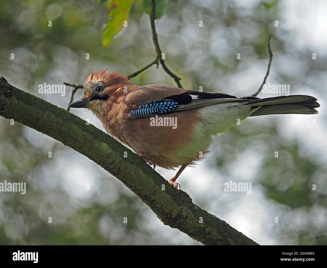 Geai eurasien (Garrulus glandarius) avec plumage rose, patch d'aile bleu et écusson surélevé en bonne lumière perché sur une branche d'arbre Londres, Angleterre Royaume-Uni Banque D'Images