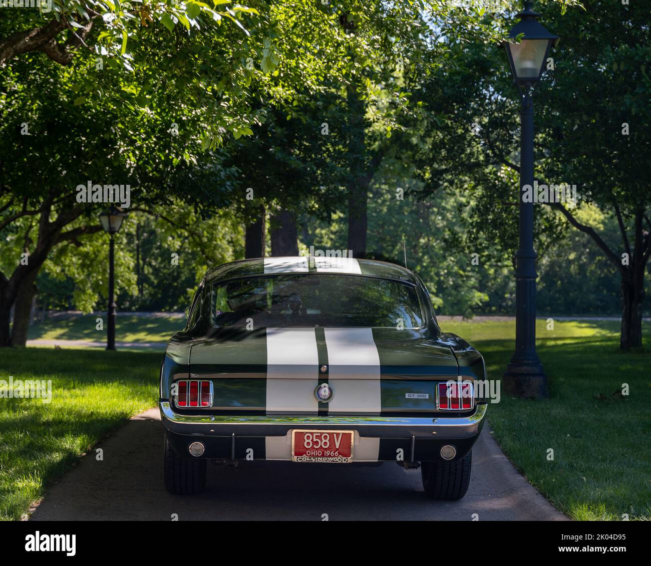 DEARBORN, MI/USA - 18 JUIN 2022 : homme conduisant une voiture Ford Mustang GT 350 1966 au salon de voiture Henry Ford (THF) Motor Muster, qui s'est tenu à Greenfield Village. Banque D'Images