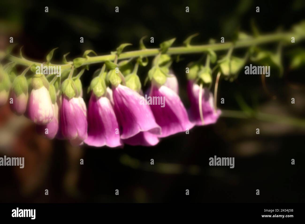 Fleurs digitalis en gros plan, portrait naturel de plantes Banque D'Images