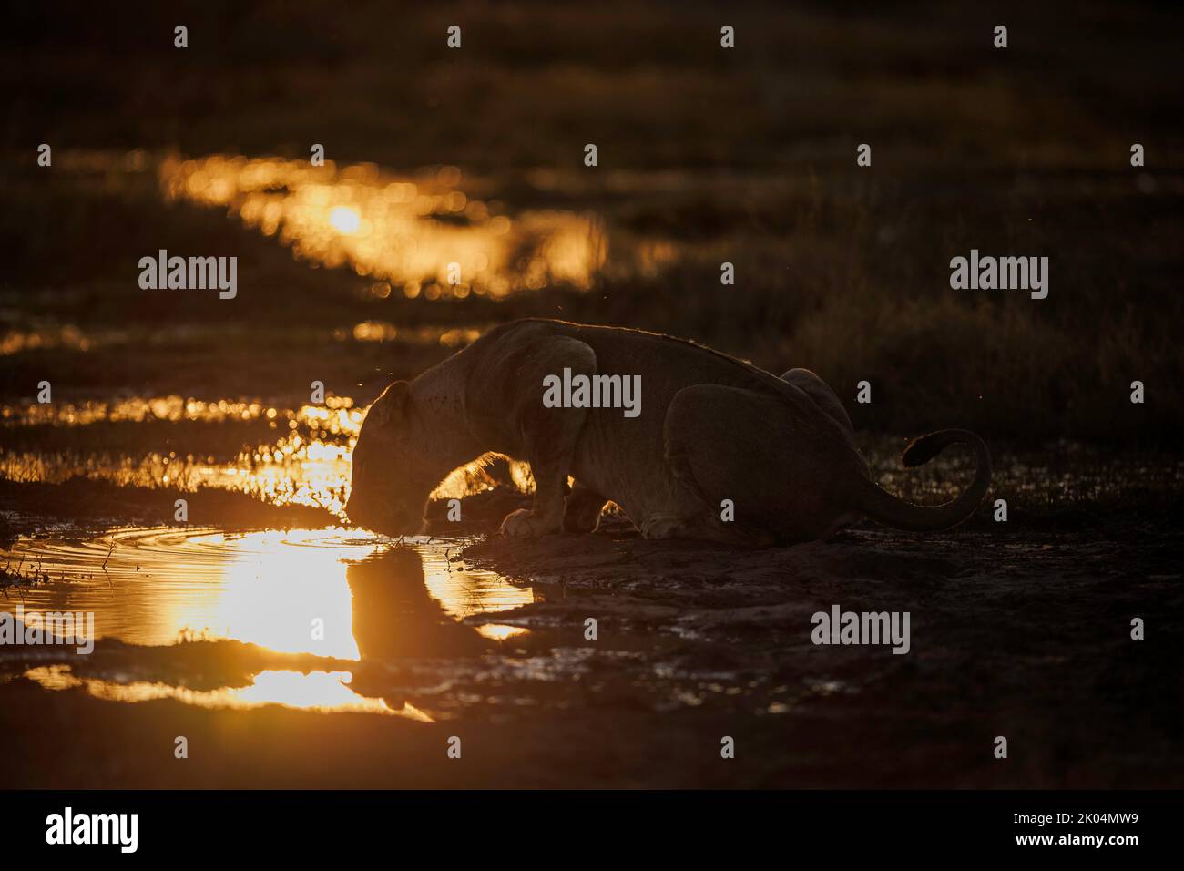 Silhouette horizontale et reflet d'une boisson sans lioness du delta de l'Okavango, soleil couchant chaud reflété dans l'eau. Banque D'Images