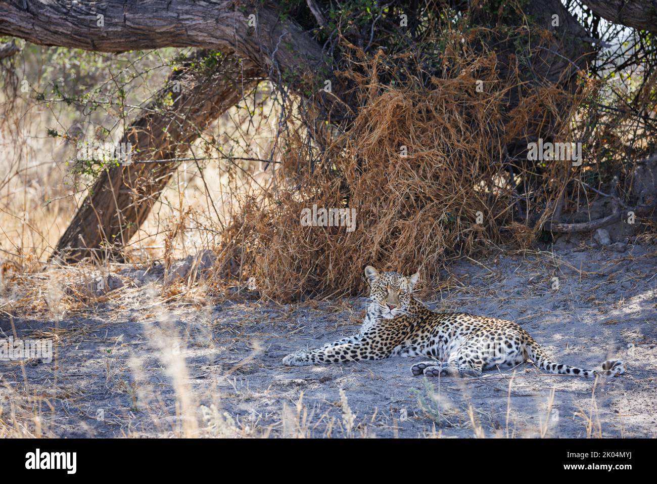 Une belle jeune léopard femelle se trouve à l'ombre dans le delta de l'okavango, Mmadinari, Botswana Banque D'Images