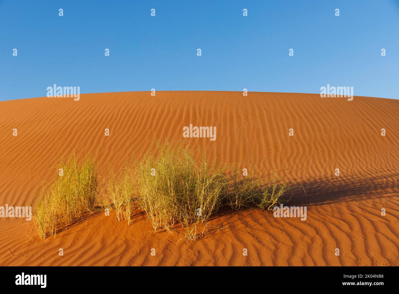 Portrait horizontal simple du désert Namib avec une dune rouge ondulée, un ciel bleu et des herbes au premier plan avec un éclairage latéral et une ombre chaudes le soir Banque D'Images