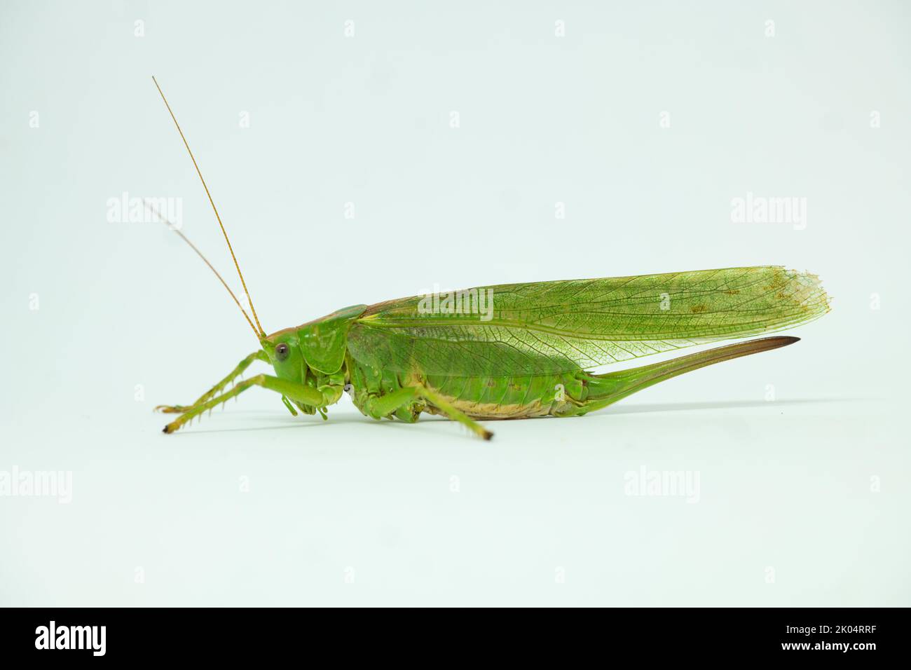 Grand sauterelle Tetigonia viridissima communément Grand Green Bush-cricket sur fond blanc. Femme Insecte vert bénéfique. Famille des Tettigonidae. Banque D'Images