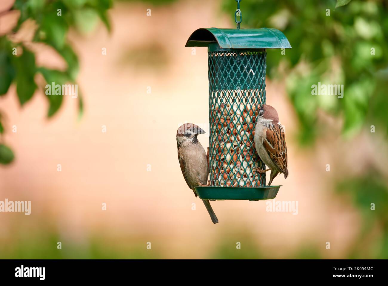 Jardin affamé. Une photo de la pelouse du jardin en été (Danemark). Banque D'Images