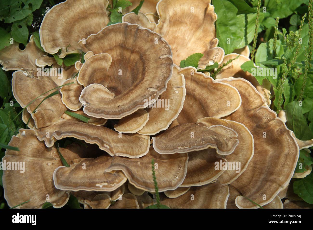 Champignon polypore géant poussant sur la souche d'arbre aux États-Unis Banque D'Images
