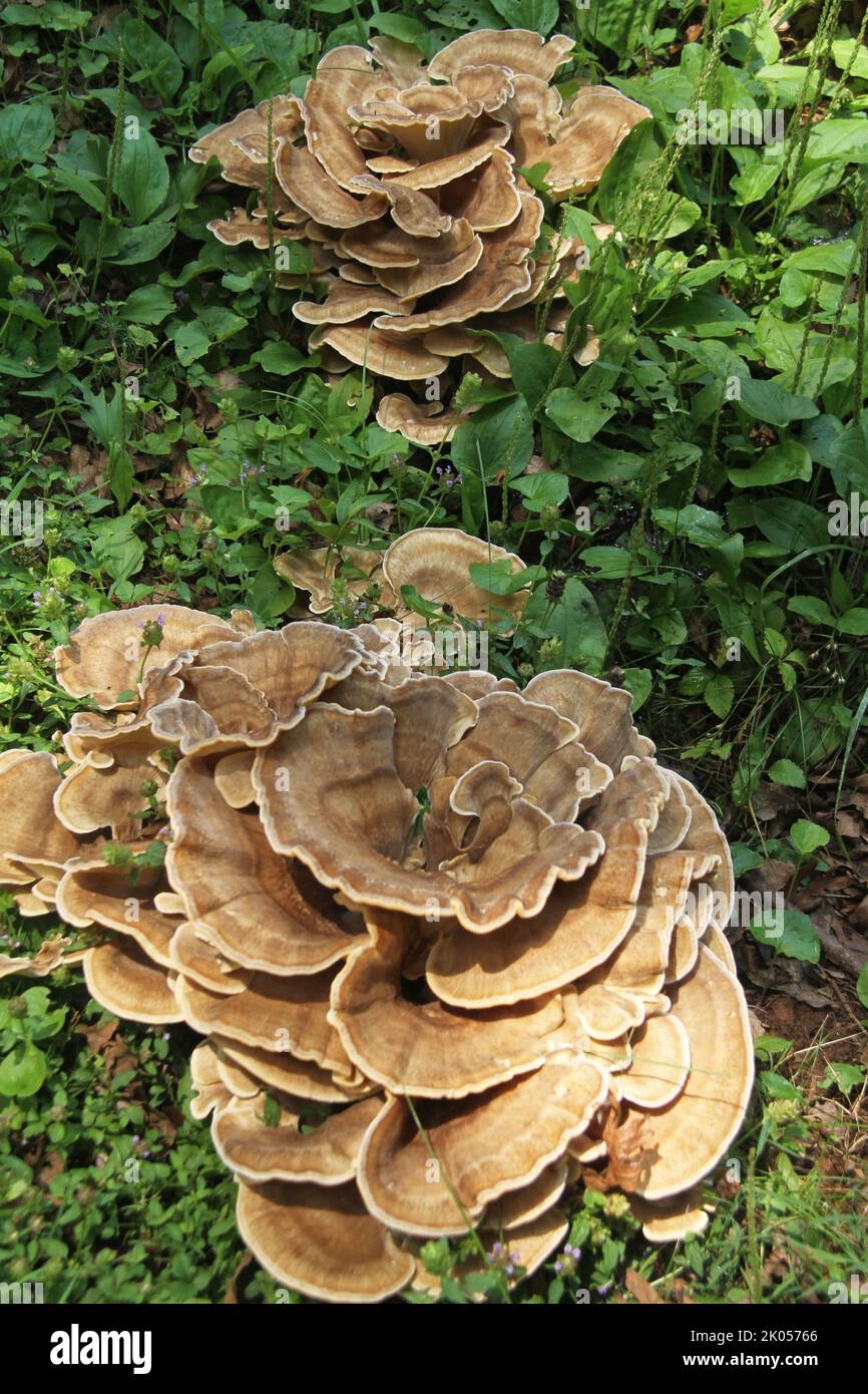 Champignon polypore géant poussant sur la souche d'arbre aux États-Unis Banque D'Images