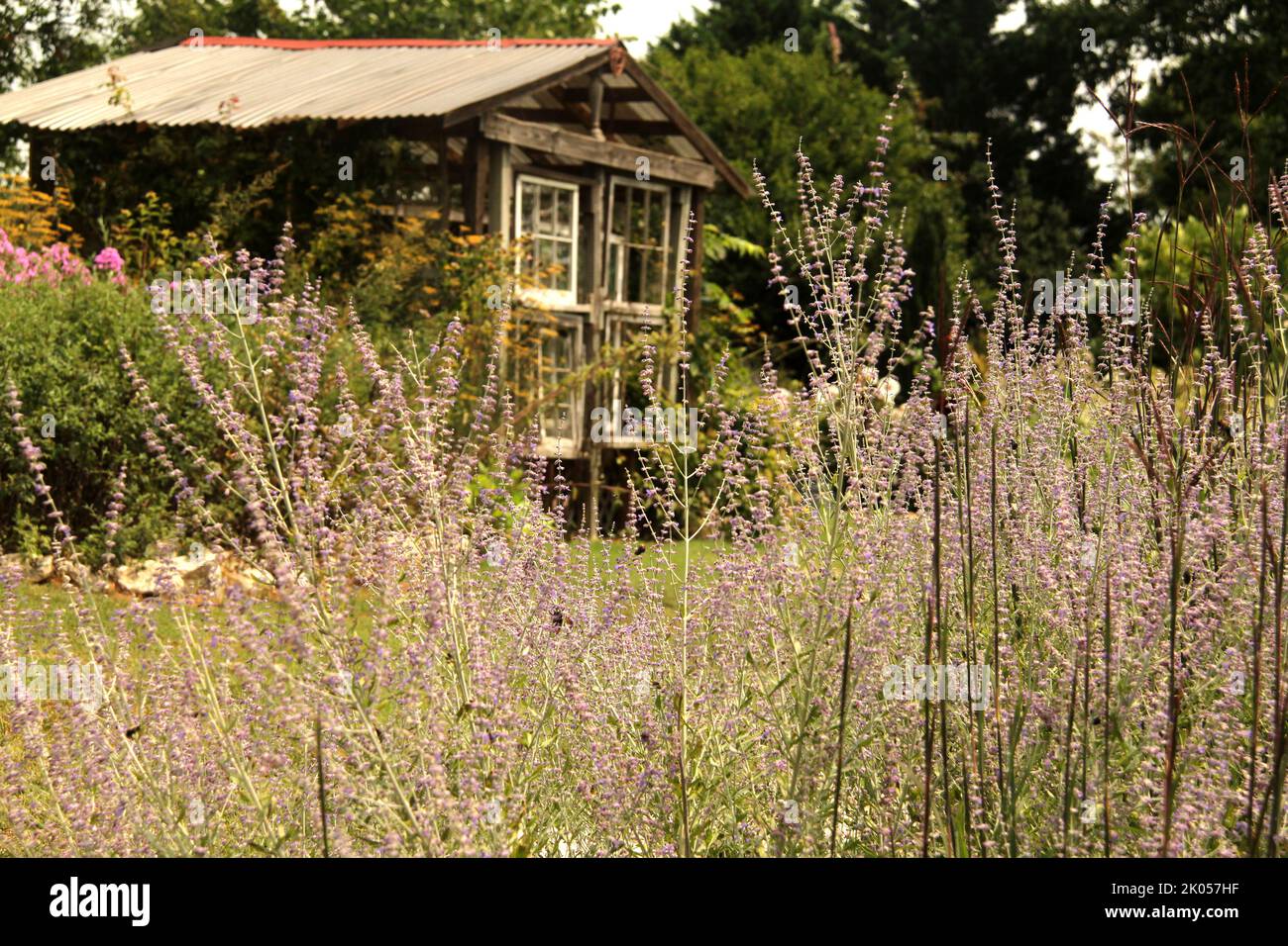 Fleurs de sauge russe (Salvia yangii) dans un jardin Banque D'Images