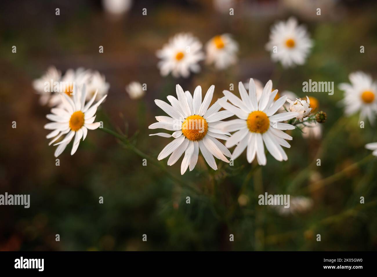 Grande fleur de camomille sur fond flou, gros plan. Camomille dans la nature. Camomille avec pétales blancs pour poster, calendrier, poste, économiseur d'écran, carte Banque D'Images