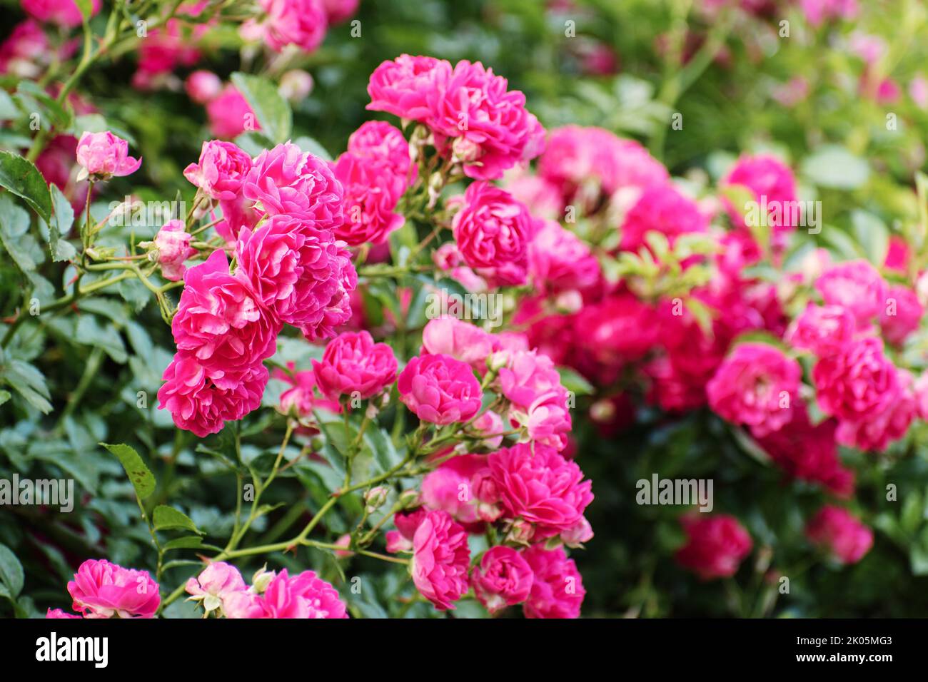 Jardin de roses. Fleur de rose en plein air. fond de roses. Banque D'Images
