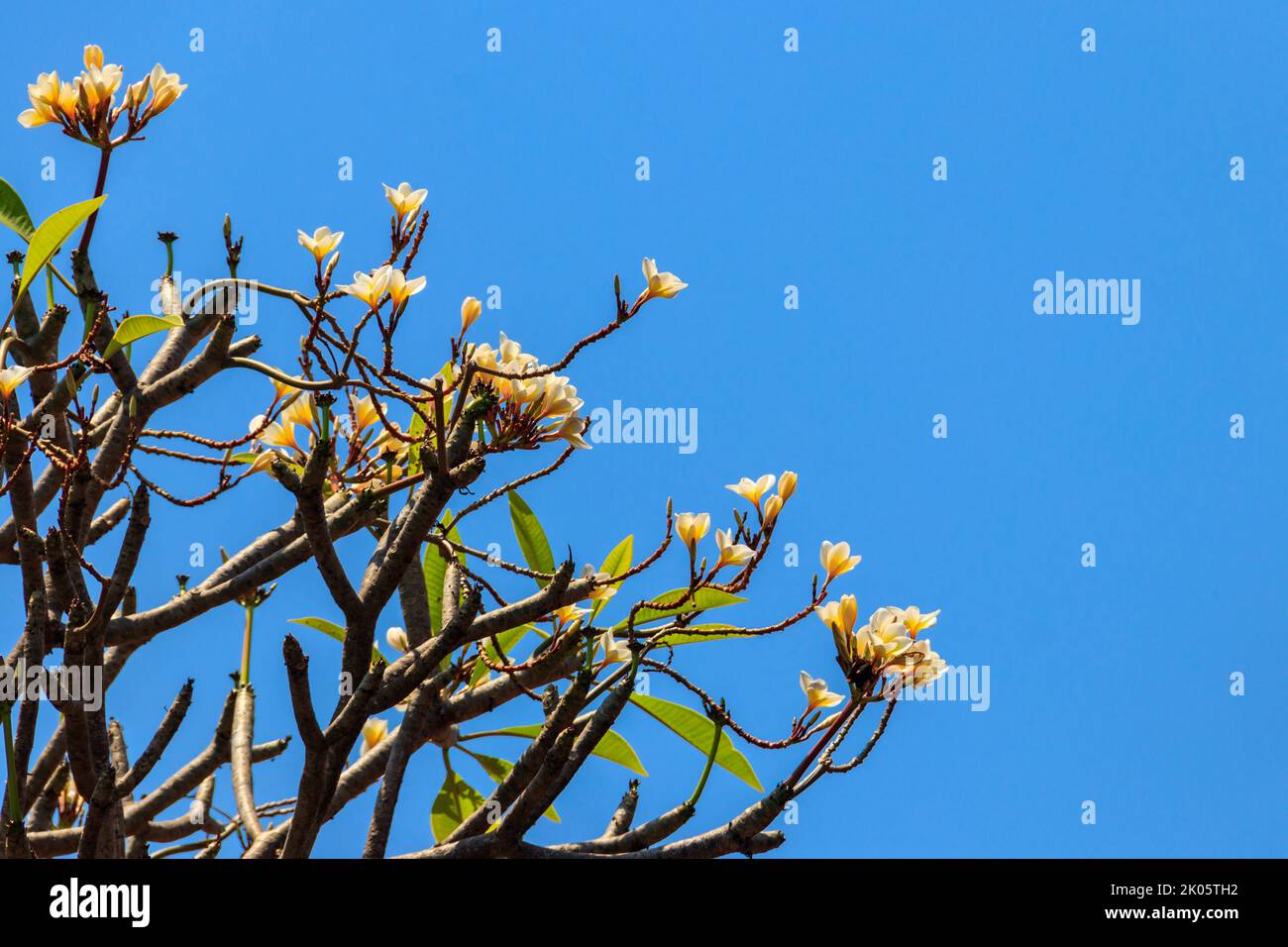 Beau Plumeria en fleurs, également connu sous le nom de Frangipani et arbre du Temple Banque D'Images