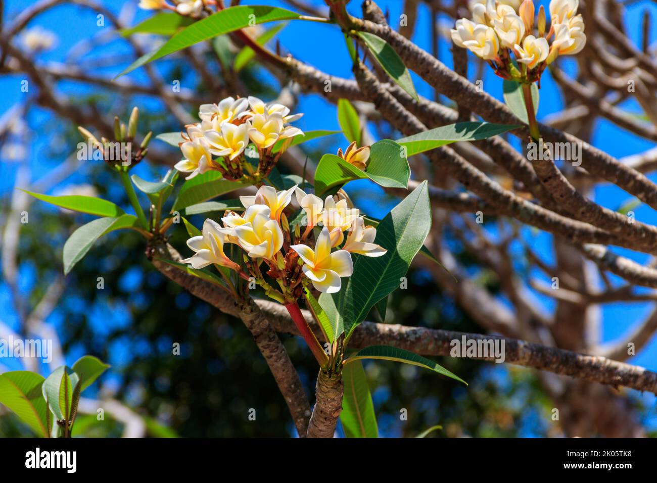 Beau Plumeria en fleurs, également connu sous le nom de Frangipani et arbre du Temple Banque D'Images
