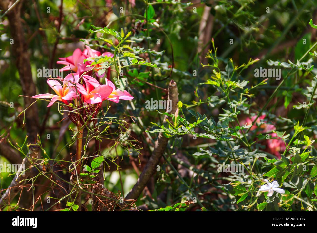 Beau Plumeria en fleurs, également connu sous le nom de Frangipani et arbre du Temple Banque D'Images