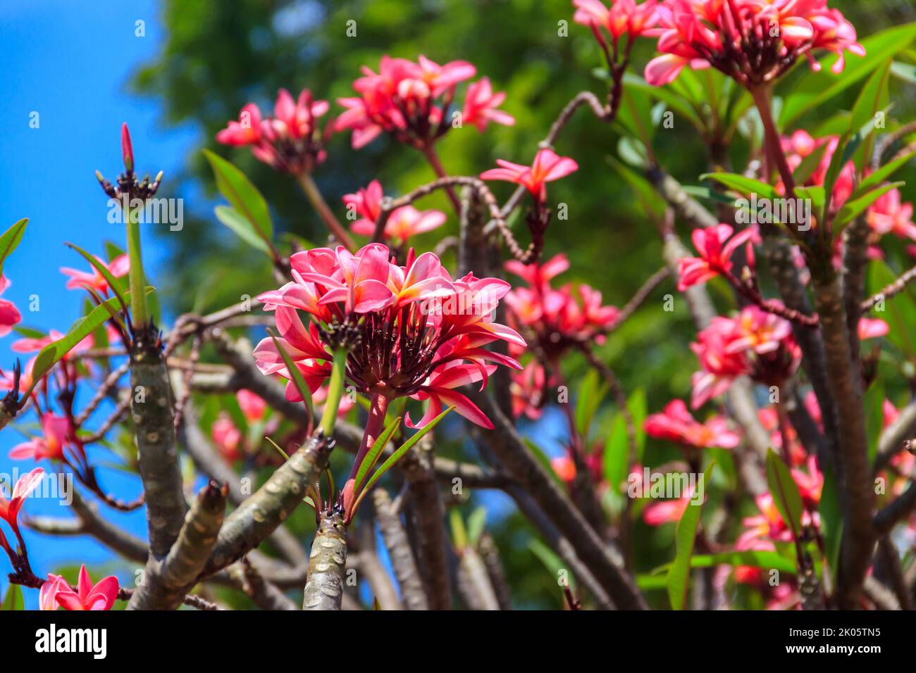 Beau Plumeria en fleurs, également connu sous le nom de Frangipani et arbre du Temple Banque D'Images