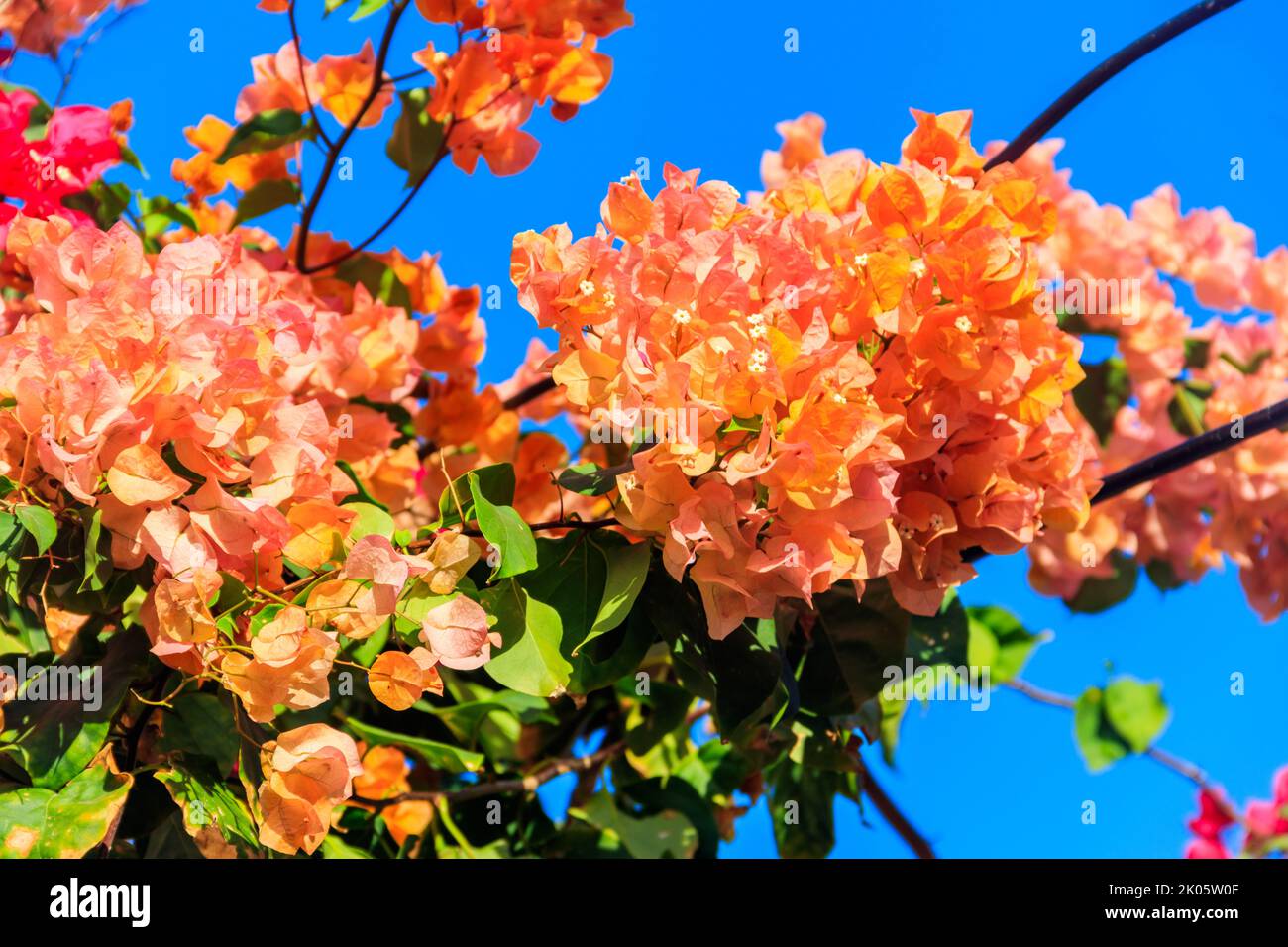 Beau bougainvilliers en fleurs dans le jardin Banque D'Images
