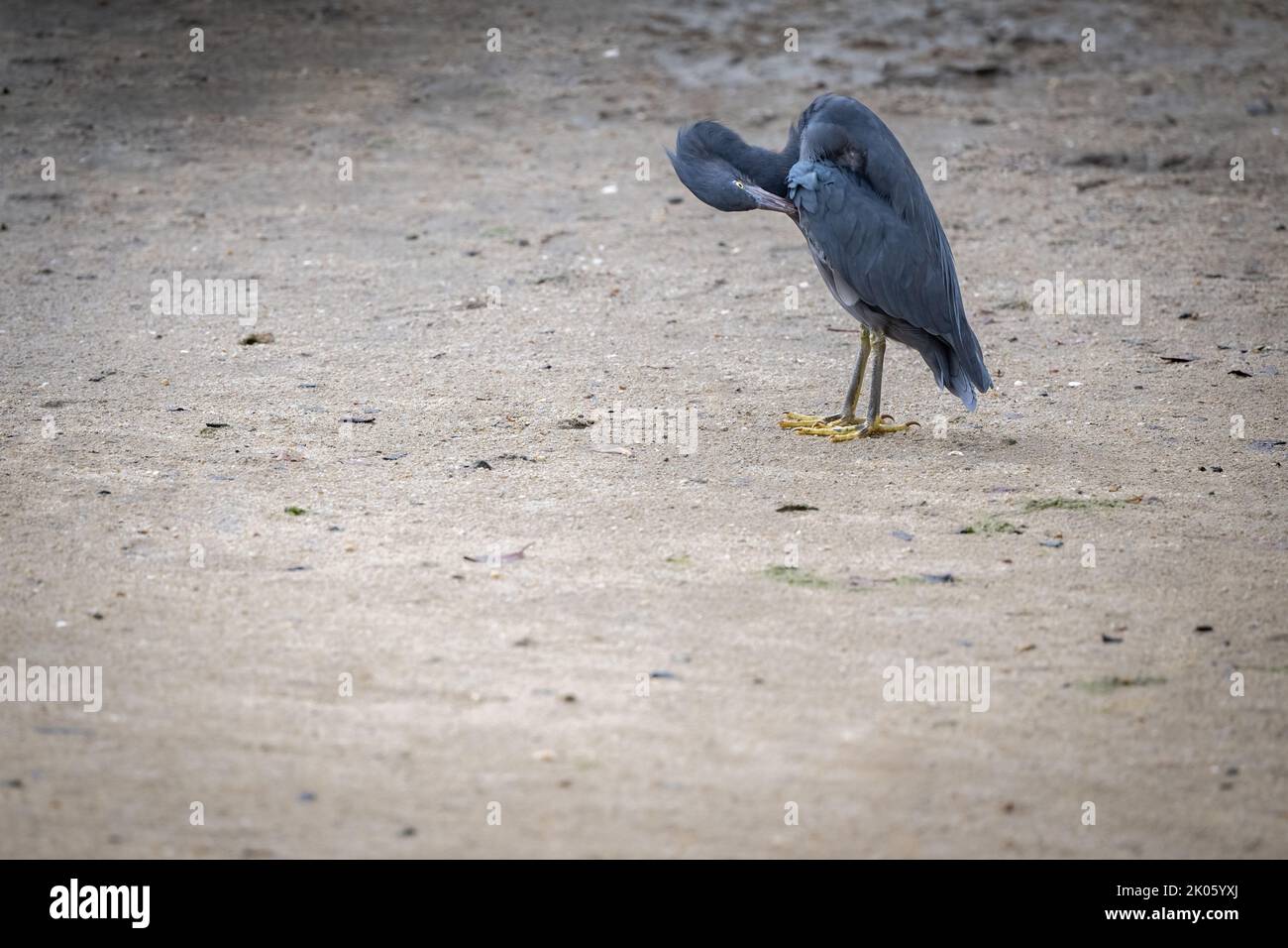 Un seul Egret de récif oriental (morph gris) se dresse sur les vasières de l'Esplanade de Cairns, à l'extrême nord du Queensland, en Australie. Banque D'Images