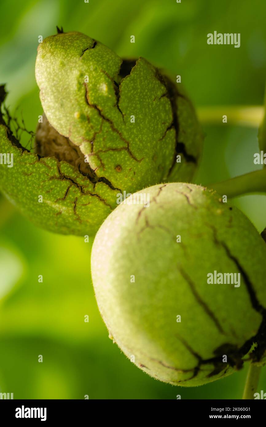 Les noix vertes non mûres pendent sur une branche. Feuilles vertes et noix non mûres. Fruits de noyer. Banque D'Images