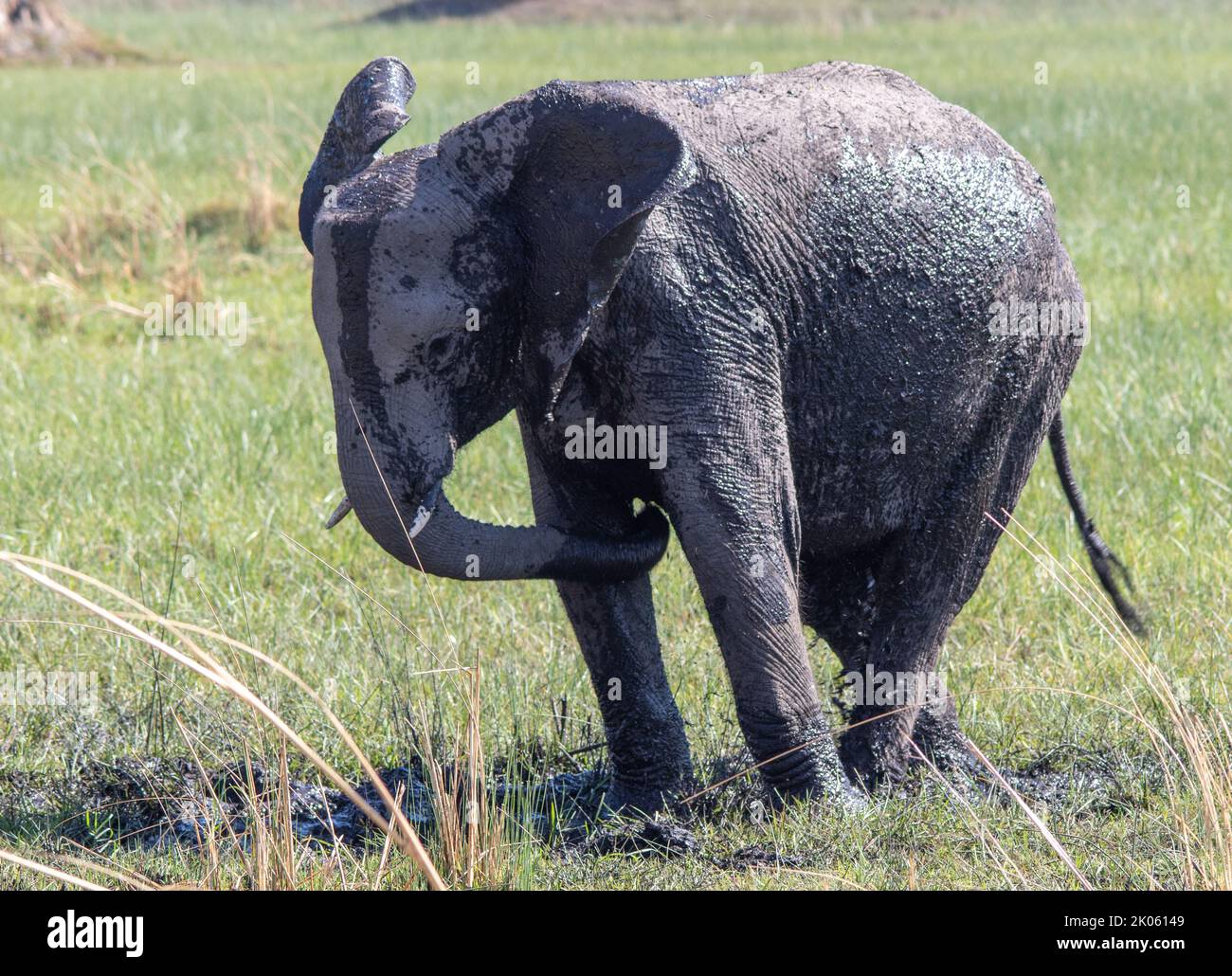 Éléphant d'Afrique sous-adulte ayant un bain de boue pour aider à contrôler les parasites externes et les ravageurs sur sa peau Banque D'Images