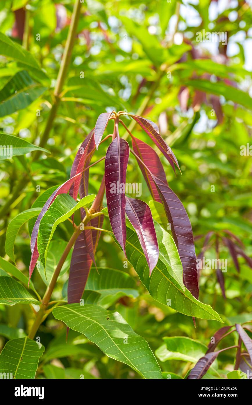 Gros plan de jeunes feuilles rouges qui poussent sur un arbre Banque D'Images