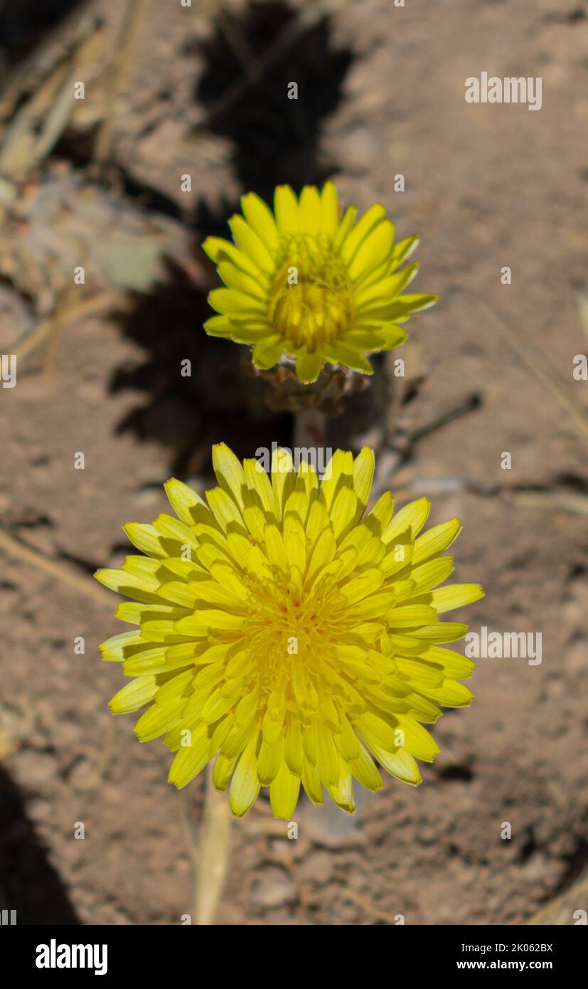 deux fleurs de pissenlit jaune Banque D'Images