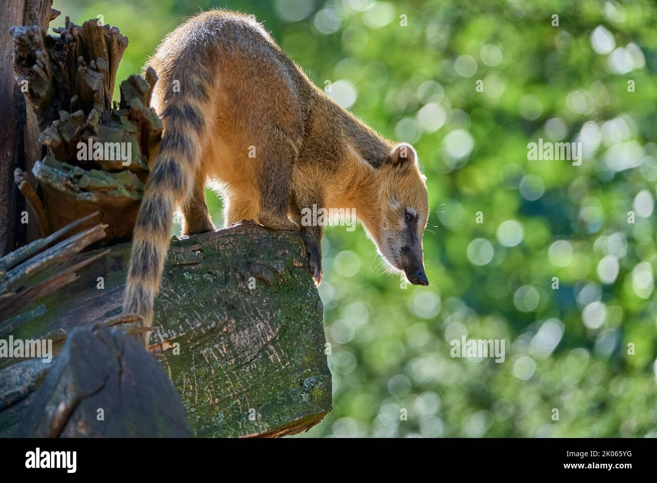 South American coati (Nasua nasua) Banque D'Images