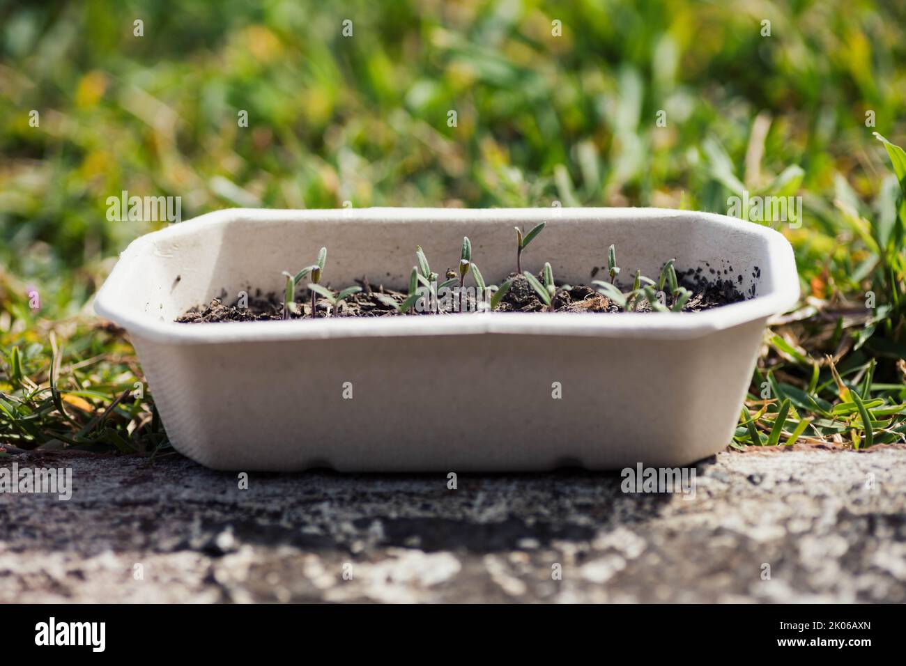 Gerbeur de tomate issu d'un planteur écologique Banque D'Images