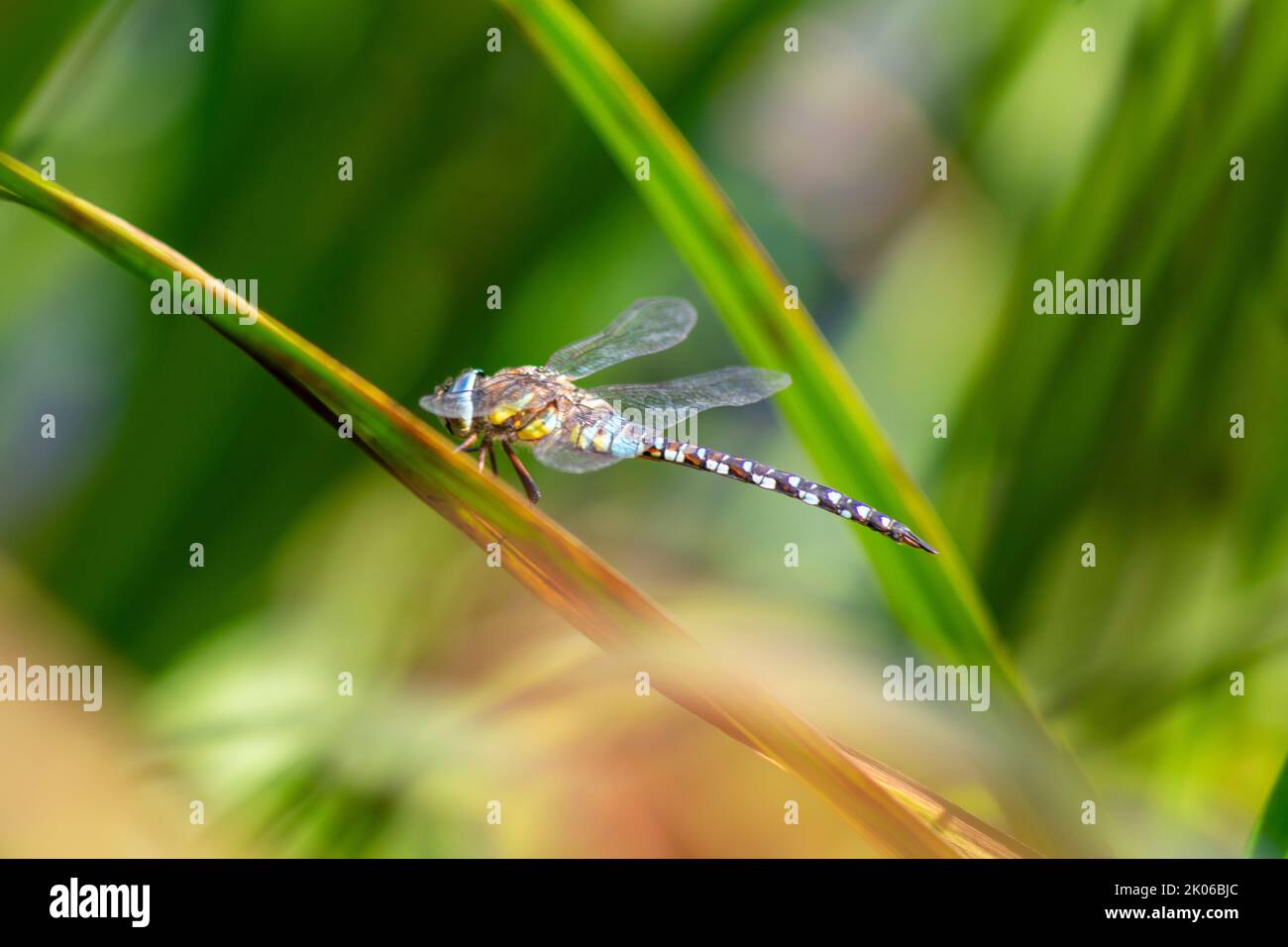 La libellule immigrée sur un roseau se réchauffant au soleil près d'un étang près de Herstmonceux, dans l'est du Sussex, en Angleterre. Aeshna mixta. Odonata. Banque D'Images