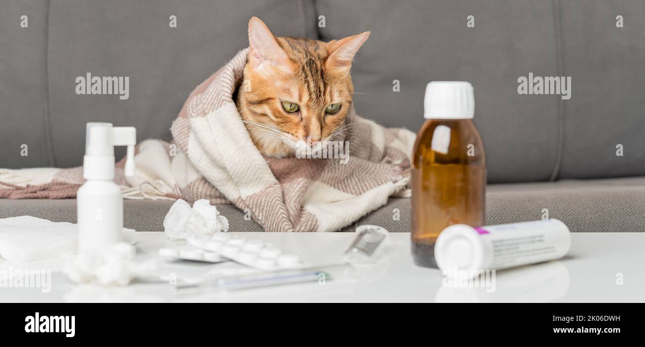 Chat Malade Banque De Photographies Et D Images A Haute Resolution Alamy