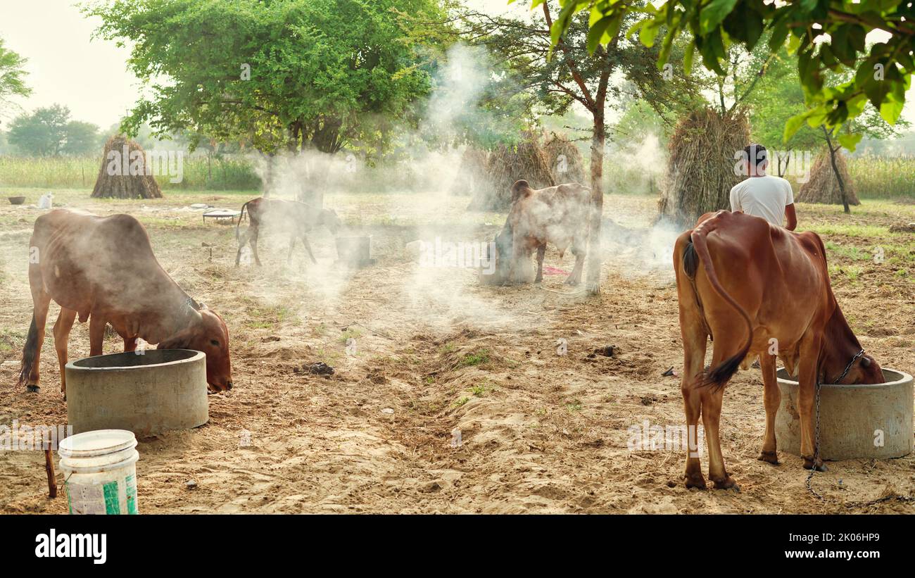 Un agriculteur indien brûlant des feuilles d'arbre de neem pour sauver ses vaches de la maladie de Lumpy ou de lampi. Précaution contre les maladies grumeleuses. Banque D'Images