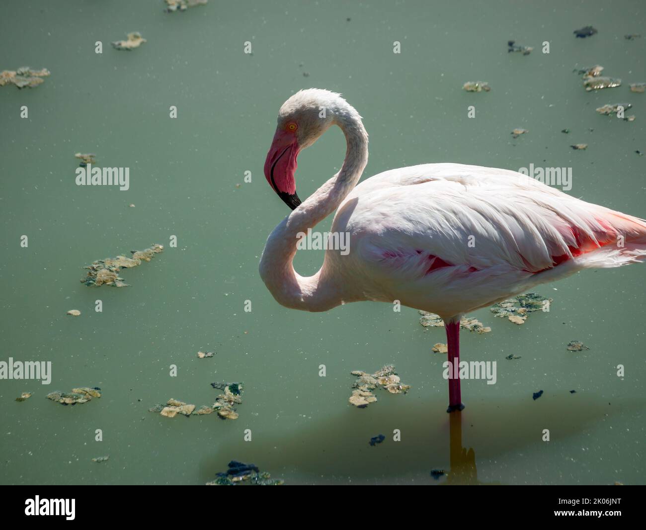 rose flamants dans le profil repose dans un étang d'eau sale Banque D'Images