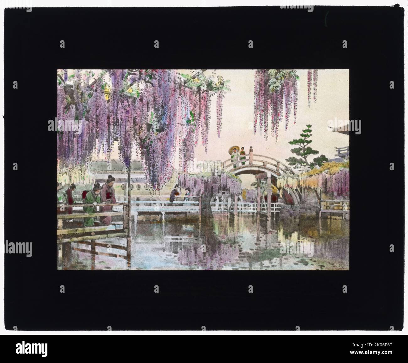 Reproduction de l'illustration: "Wisteria Kameido", entre 1915 et 1925. Photographie d'illustration par Ella du Cane, à Ella et Florence du Cane, les Jardins de fleurs du Japon, 1908. Banque D'Images