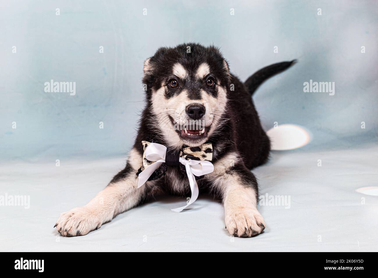 Portrait d'un grand chiot mongrel avec un arc autour de son cou. Couleur noire avec des marques marron clair, prise sur fond bleu Banque D'Images