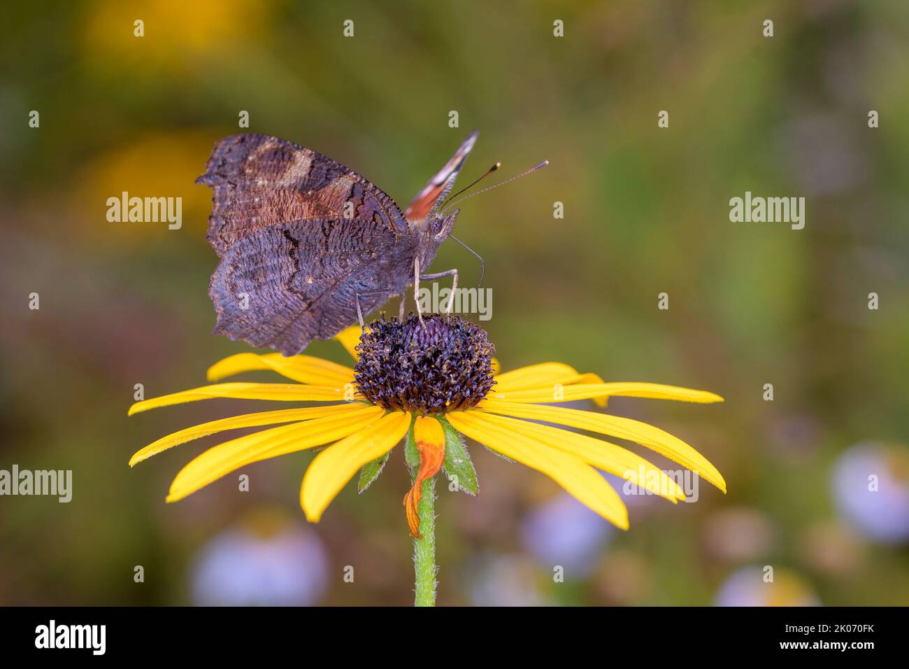 Papillon européen de paon - Aglais-io - suce avec son tronc nectar d'une fleur de Susan à yeux noirs - Rudbeckia hirta Banque D'Images