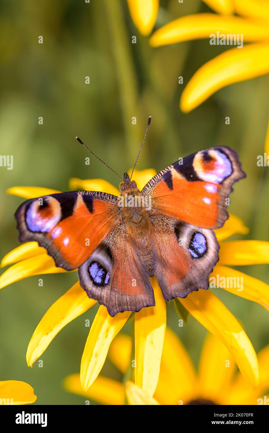 Papillon européen de paon - Aglais-io - suce avec son tronc nectar d'une fleur de Susan à yeux noirs - Rudbeckia hirta Banque D'Images