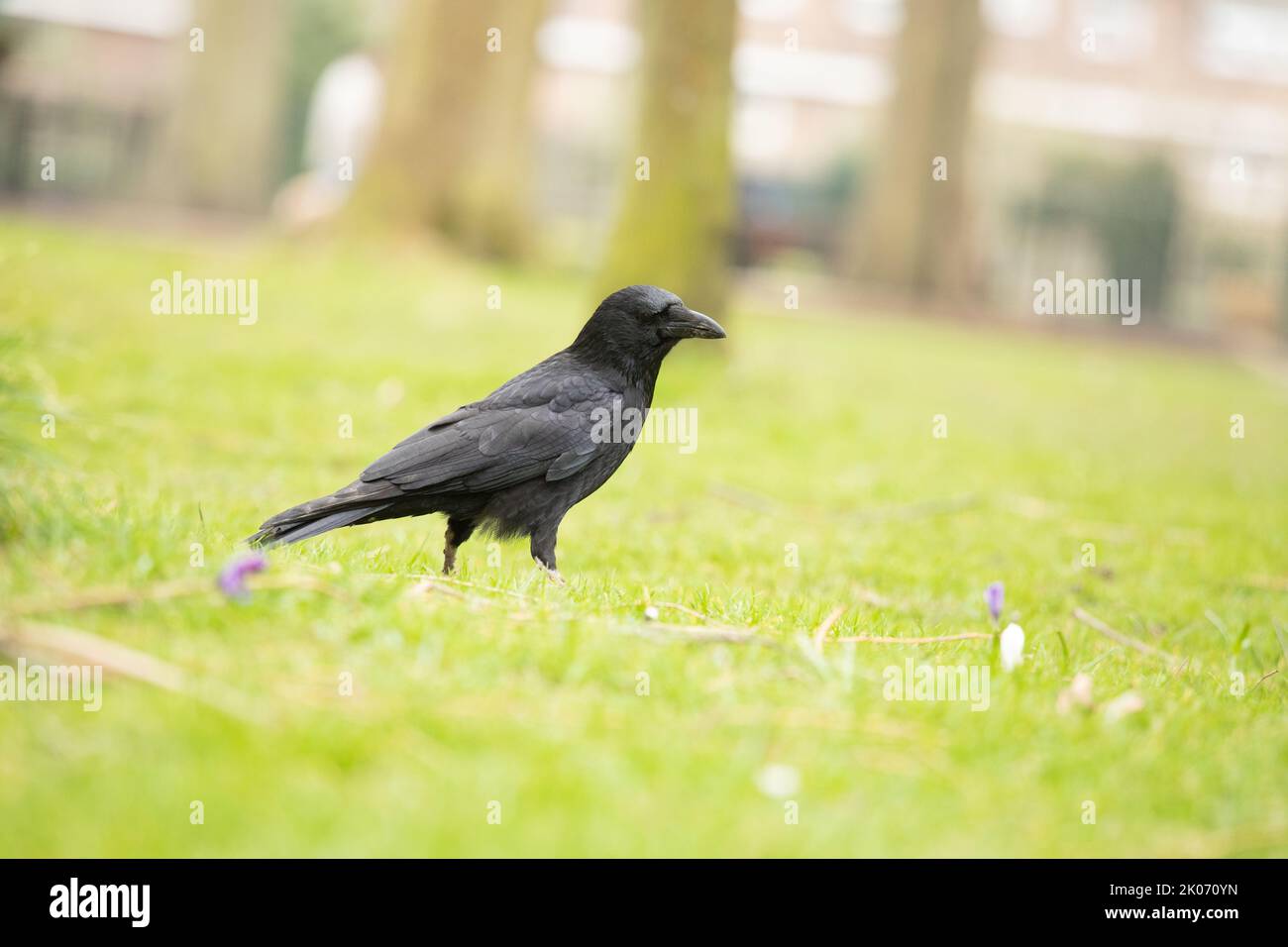 Carrion Crow sur l'herbe à la recherche de nourriture, famille corvid Banque D'Images