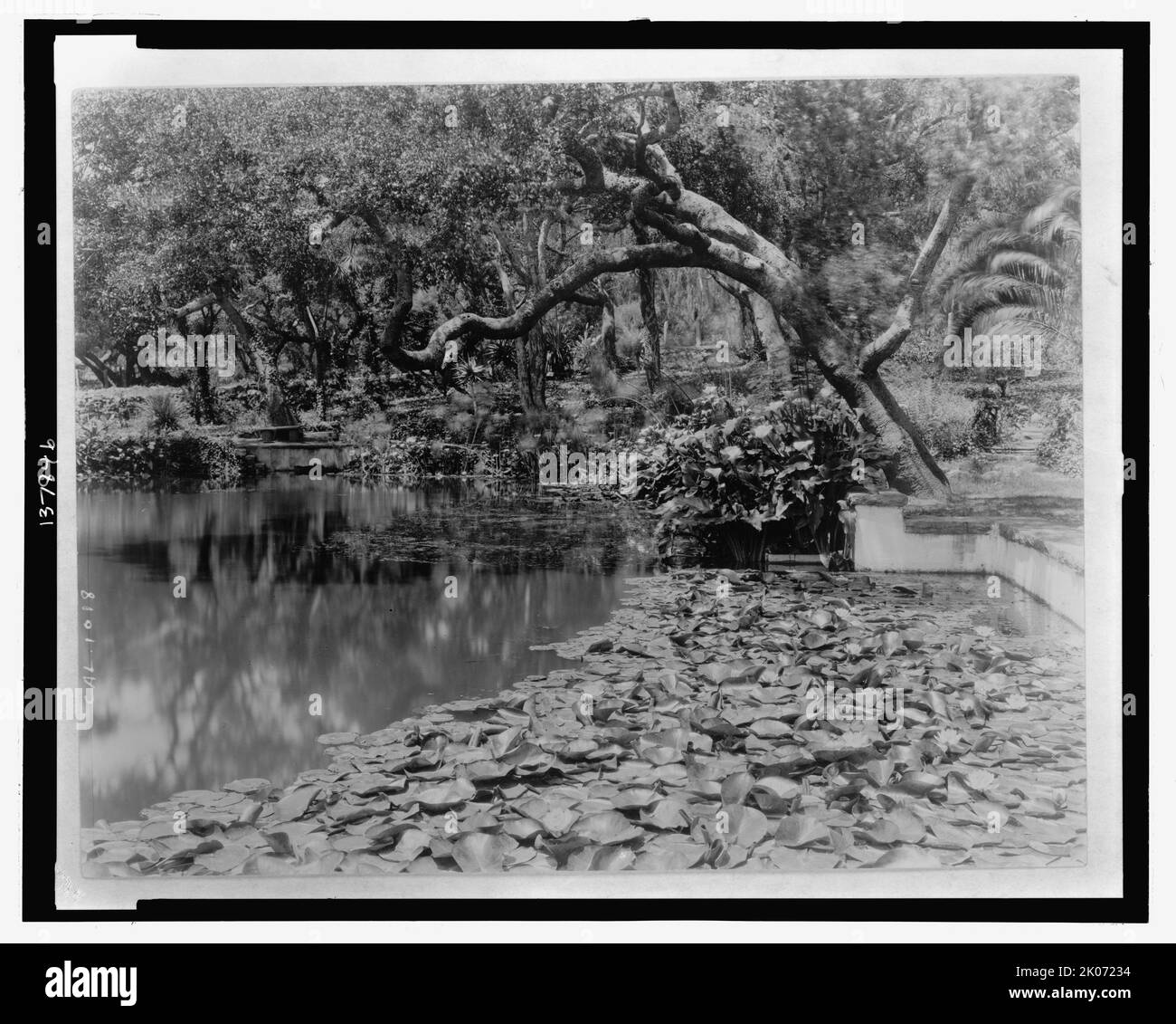 Les nénuphars, les nénuphars et les chênes de Californie vivent en pleine croissance le long d'un étang à la résidence de Miss Lolita Armor, Santa Barbara, Californie, entre 1903 et 1923. [Ou peut-être: "El Mirador", J. Ogden Armor House, Cold Springs Road, Montecito, Californie, 1917. Paysage: Charles Frederick Eaton]. Banque D'Images