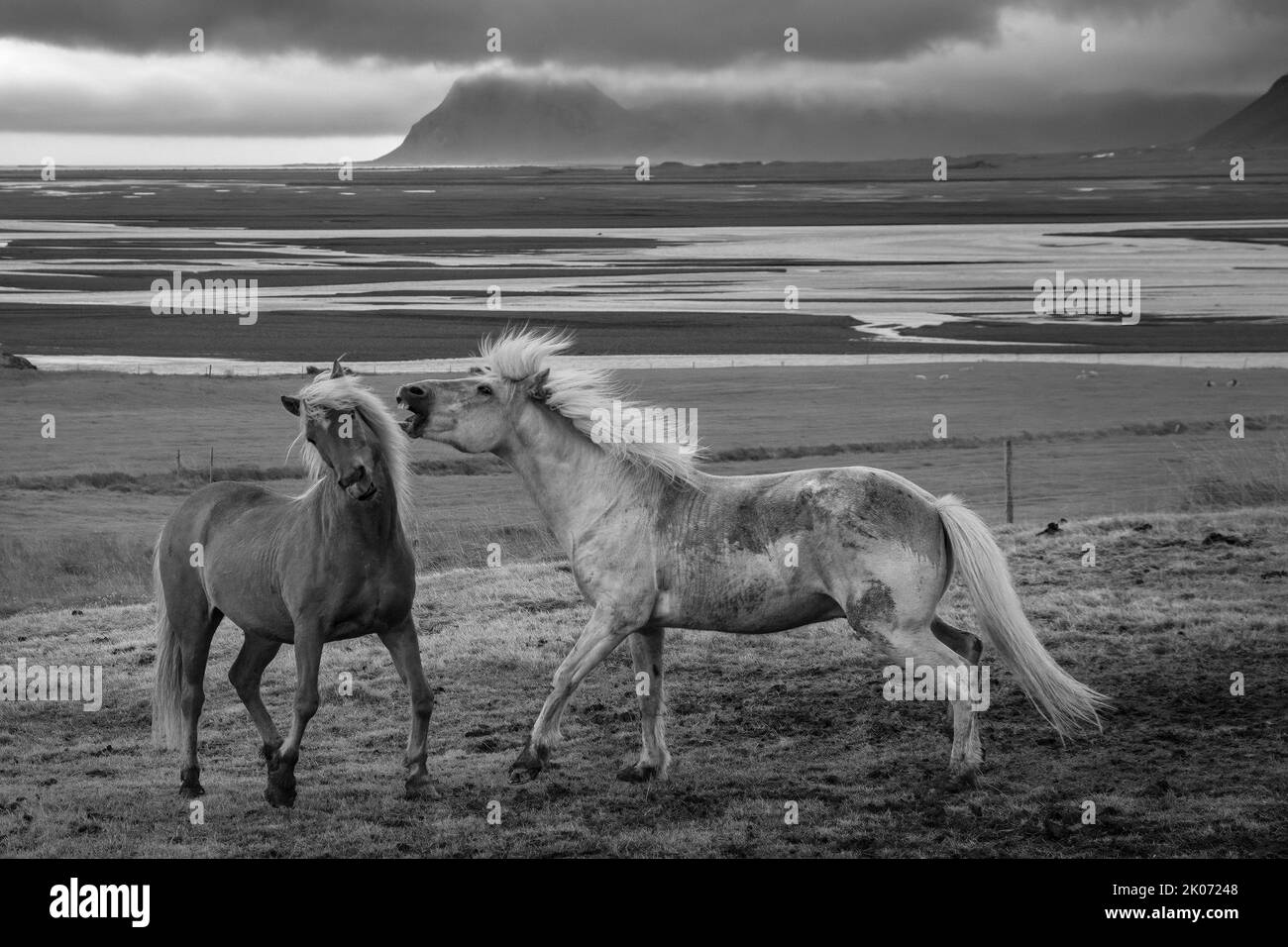 Chevaux islandais à la ferme Brekka í López, Stafafell, avec la chaîne de montagnes de Klifatindur en arrière-plan, près de Hofn, Islande Banque D'Images