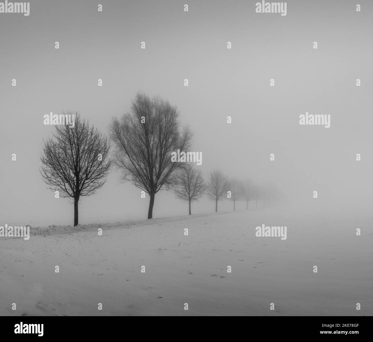 Rangée d'arbres dans la neige en brouillard, hiver, tempête de neige, noir et blanc, Kirchdorf a. d. Iller, Bade-Wurtemberg, Allemagne Banque D'Images