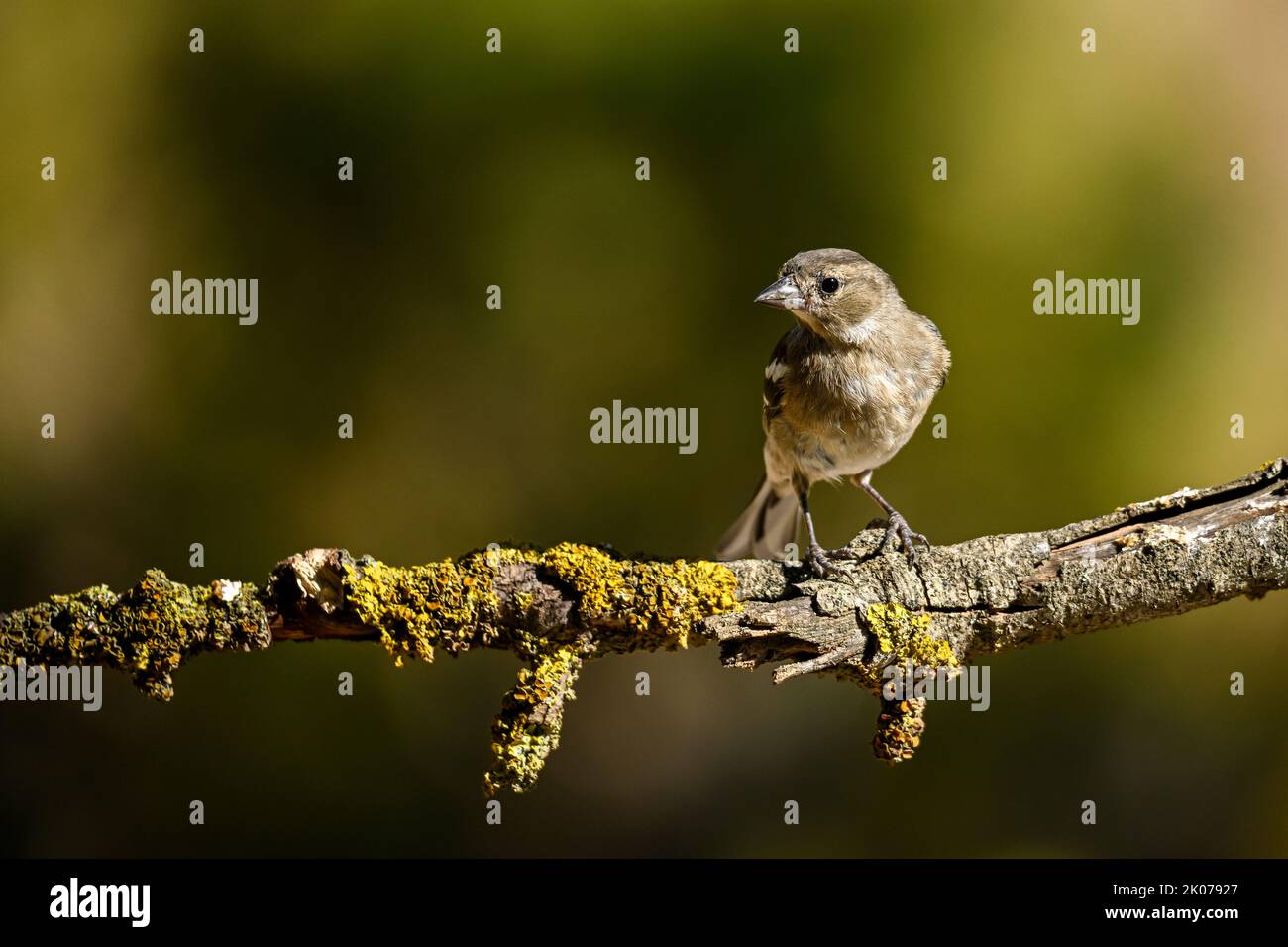 Chaffinch commun reflété dans un bassin d'eau. Banque D'Images