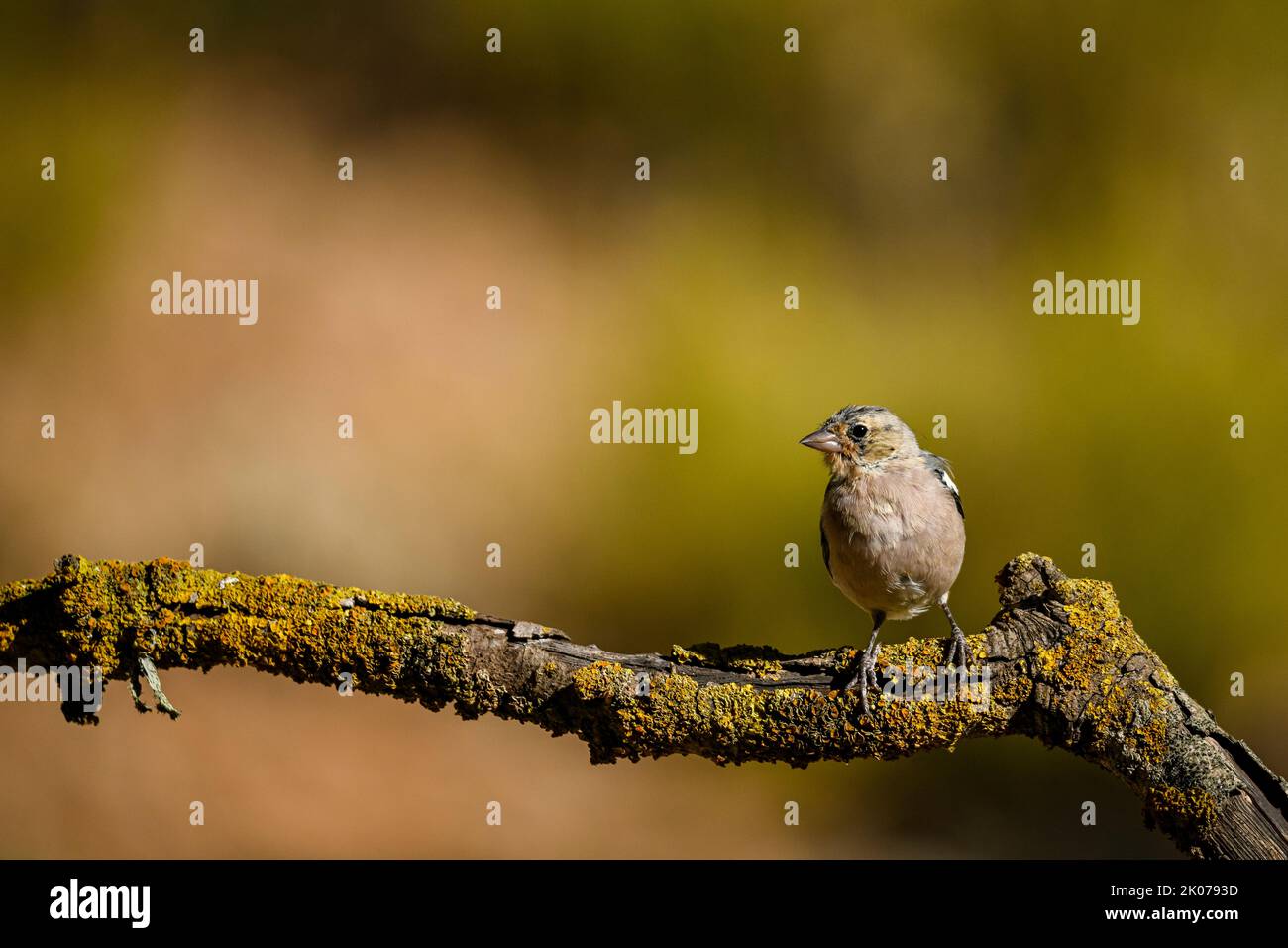 Chaffinch commun reflété dans un bassin d'eau. Banque D'Images