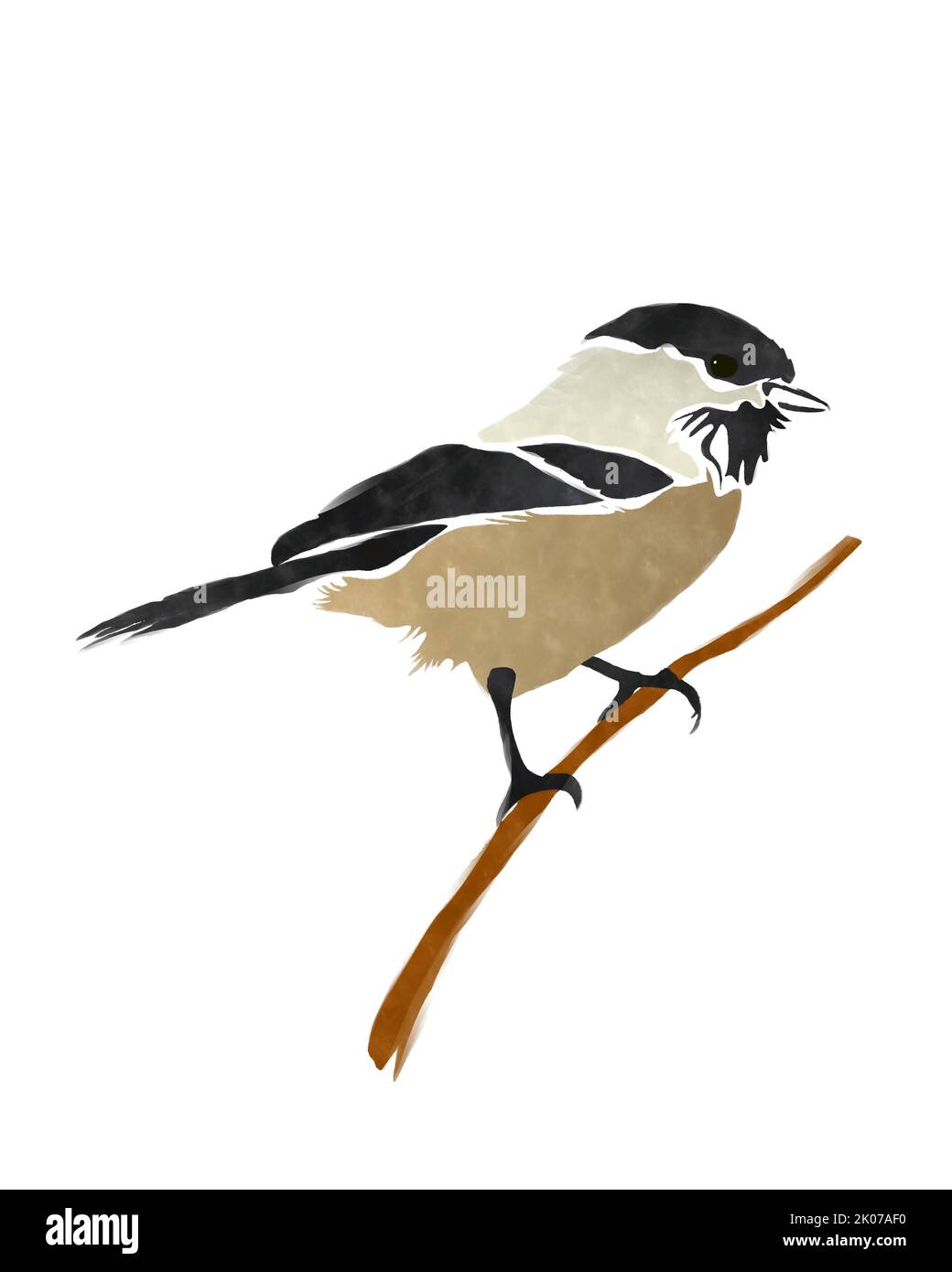 Oiseau de chickadee à capuchon noir sur fond blanc Banque D'Images