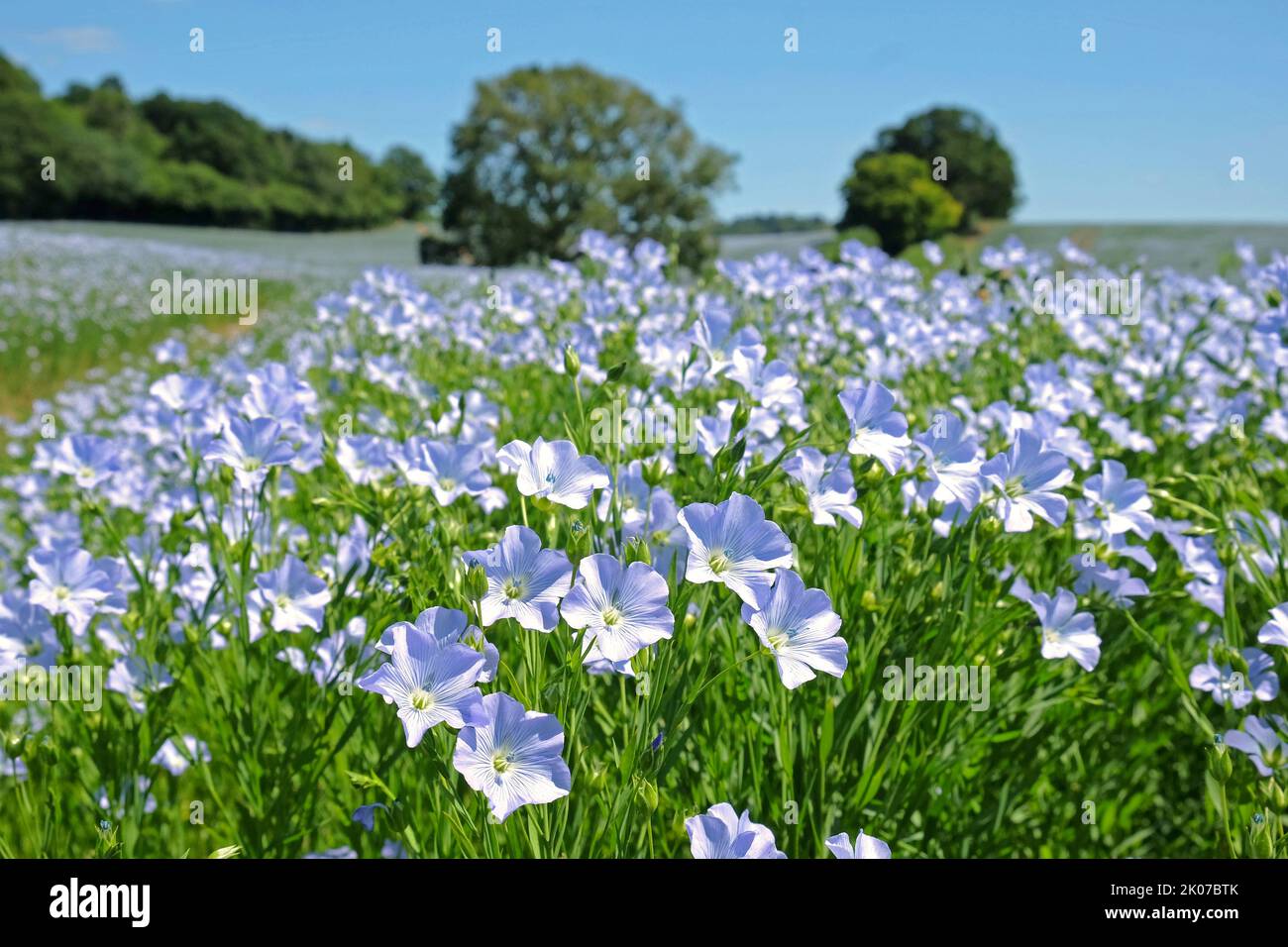 Fleur de lin bleu sur le terrain, Surrey, Royaume-Uni. Banque D'Images